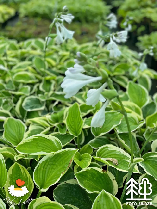 Hosta   'Diana Remembered'